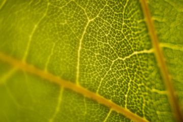 Green leaf macro shot