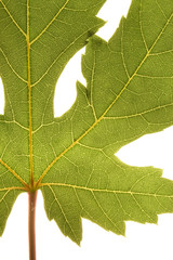 Green grape vine leaf macro
