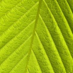 Green leaf macro shot