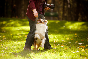 young merle Australian shepherd performs a trick