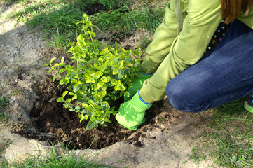 Planting - soil tamping