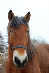 Obraz premium Kaltblutpferd