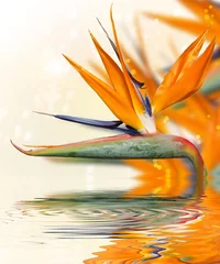 Abwaschbare Fototapete Orange Paradiesvögel.