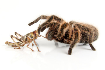 Vogelspinne und Heuschrecke