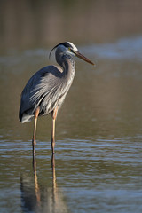 Great Blue Heron - Fort Myers Beach, Florida