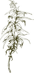 sketch  of plant