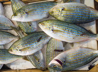 Sarpa salpa fish at the market