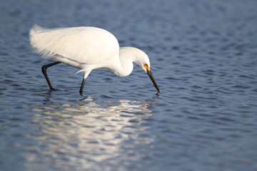 Snowy Egret Foraging for Food