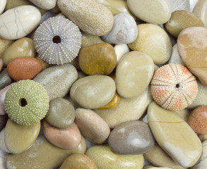pebble and sea urchin