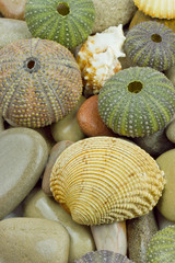 sea urchin and shell