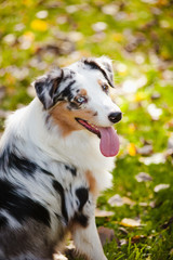 young merle Australian shepherd portrait in autumn