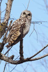 Short-eared owl