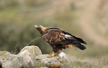 Obraz premium Mirada del aguila real