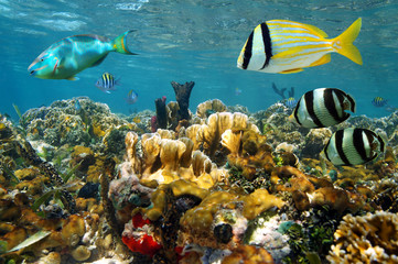 Naklejka na ściany i meble Ryby w kolorowe rafy koralowej