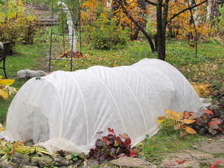 Spunbond hotbed for wintering roses in the autumn garden