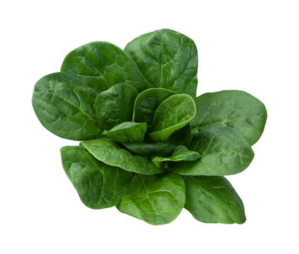 Spinach Isolated