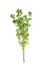 Herbs Series - Thyme
