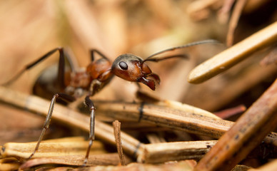 Close-up of an European red wood ant (Formica rufa)