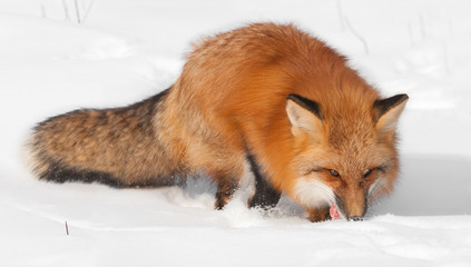 Red Fox (Vulpes vulpes) Enjoys a Snack in the Snow