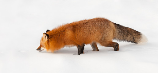 Red Fox (Vulpes vulpes) Prowls Through the Snow