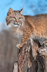 Bobcat (Lynx rufus) Turns Right on Stump