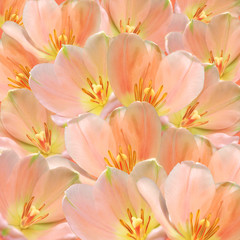 Fototapeta na wymiar Pink tulips decoration