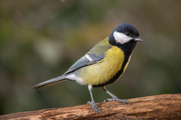 Titmouse bird - Parus Major