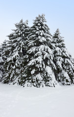 Fir trees covered by snow