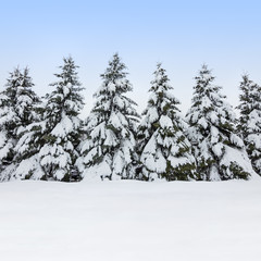 Fir trees covered by snow, winter beauty