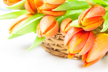 basket of orange  tulip flowers isolated on white background