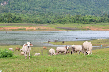 Cows in a meadow in the riverside, Thailand