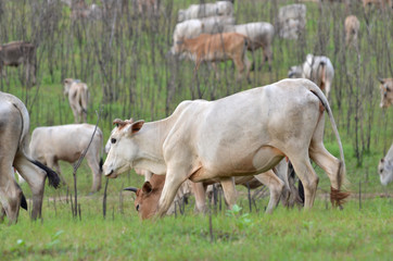 Obraz na płótnie Canvas Cows in a meadow in the riverside, Thailand