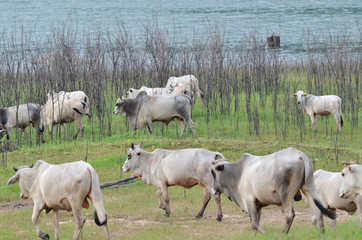 Obraz na płótnie Canvas Cows in a meadow in the riverside, Thailand