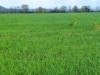 Obraz premium Cultivation in the Tiber valley, near Rome - Italy