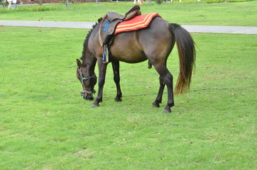 Beautiful brown horse on green lawn or meadow