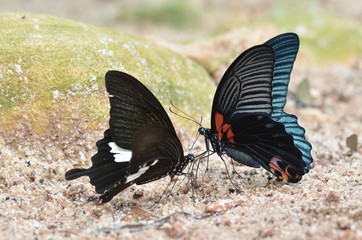 Fototapeta na wymiar Gatunków motyli odnaleziono w Tajlandii