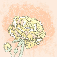 Yellow Ranunculus