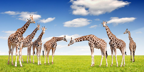 herd of giraffes