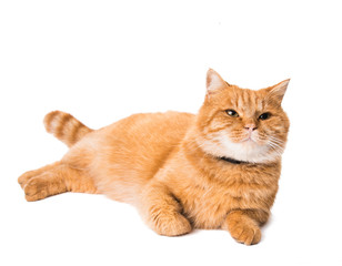 ginger cat isolated