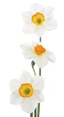 Abwaschbare Fototapete Narzisse daffodil