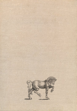 Horse illustration