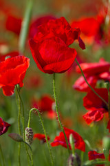 Obraz premium red poppies in green field