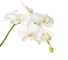 Naklejka na ściany i meble Biała orchidea na białym tle