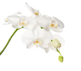 Papier Peint photo Lavable Orchidée orchidée blanche isolée sur blanc