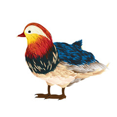 Mandarin duck