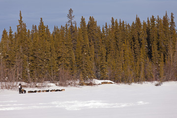 Taiga winter landscape and dogs pull musher sled