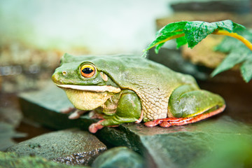 White-lipped tree frog ( Litoria Infrafrenata),   Java, Indonesi