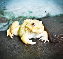 African bull frog (Pyxicephalus adspersus), Indonesia.