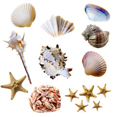 seashells