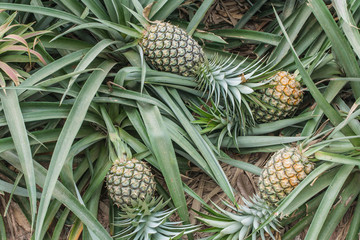 Fototapeta premium pineapple